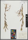 Foto von Salix alba L.